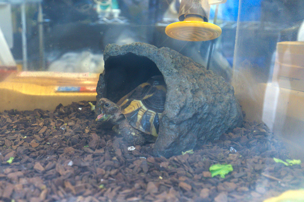 大橋晃太院長 トータス往診クリニック2