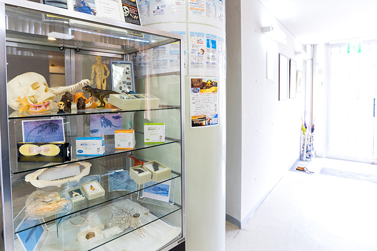 光葉歯科クリニック 鹿児島市 院長のコレクション、サメ・ヒト・ワニの模型を展示