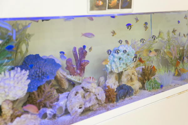 待合室にはきれいな熱帯魚が泳ぐ水槽がある 4