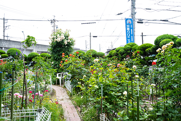 「少しでも患者がリラックスできるように」と始めた庭先のバラ園 4