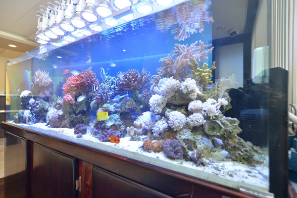 たくさんの海水魚が気持ちよさそうに泳いでいるクリニックの象徴ともいえる大きな水槽 14609 ma 4 1380869909