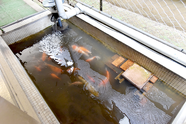 北村歯科 東久留米市 院内には、鯉や亀が泳ぐ池も