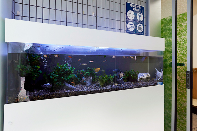 加藤内科小児科医院 大田区 入り口には水槽があり鮮やかな熱帯魚が医院の雰囲気を明るくする