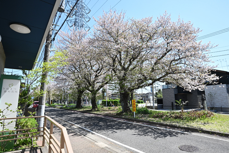 きぬまつ歯科医院 千葉市花見川区 春には桜並木が彩り、地域に親しまれてきた歯科医院