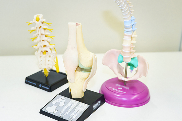 心乃美整形外科内科 模型を使ってわかりやすく説明する