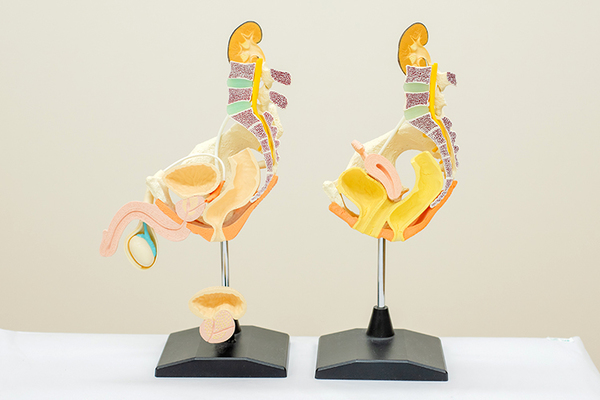 後藤クリニック 模型を使用して患者にわかりやすい説明を心がけている