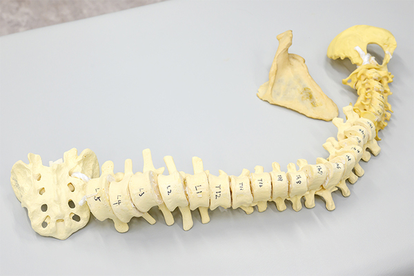 ゆま整形外科リハビリクリニック 骨折を予防し人生100年時代を豊かに生きる そのための方法とは