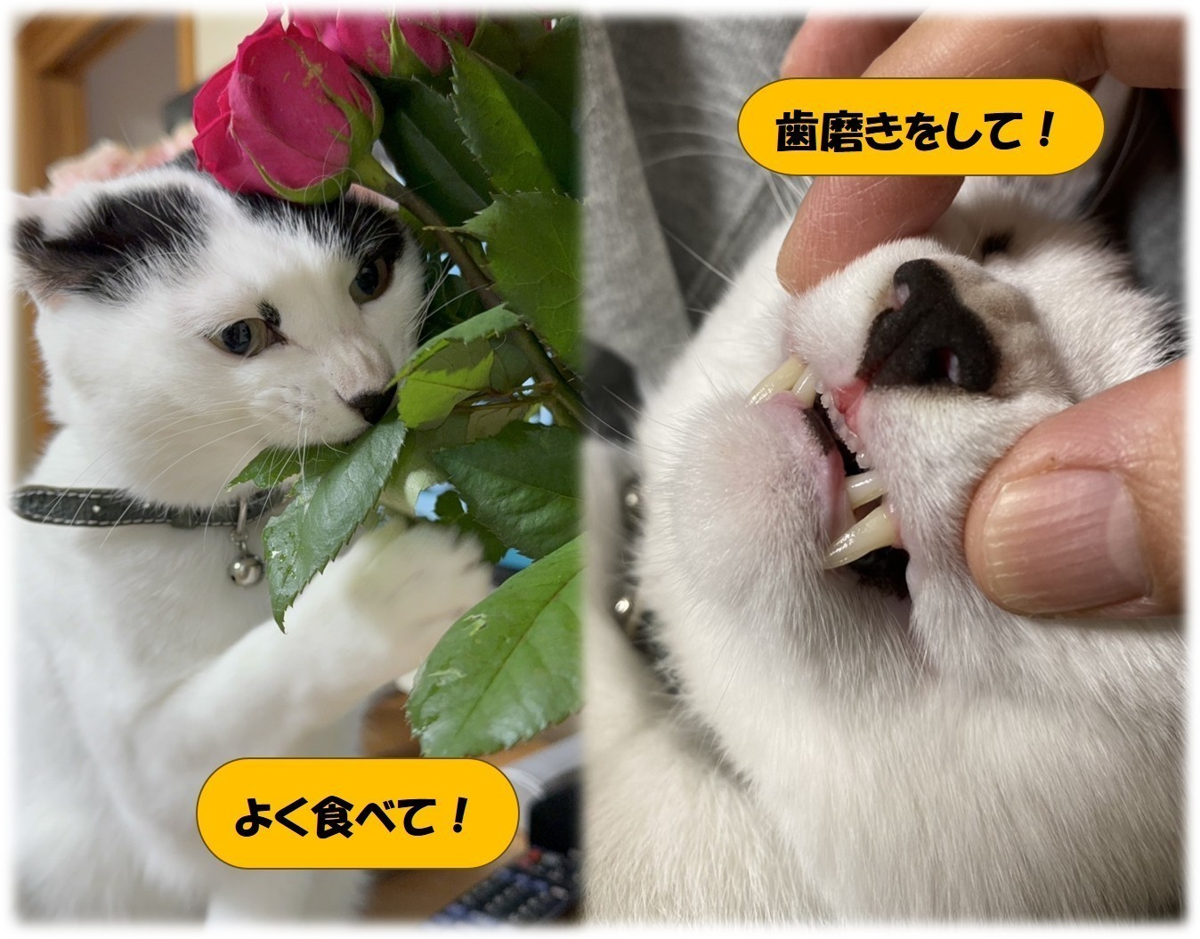 永田歯科クリニック お知らせ1