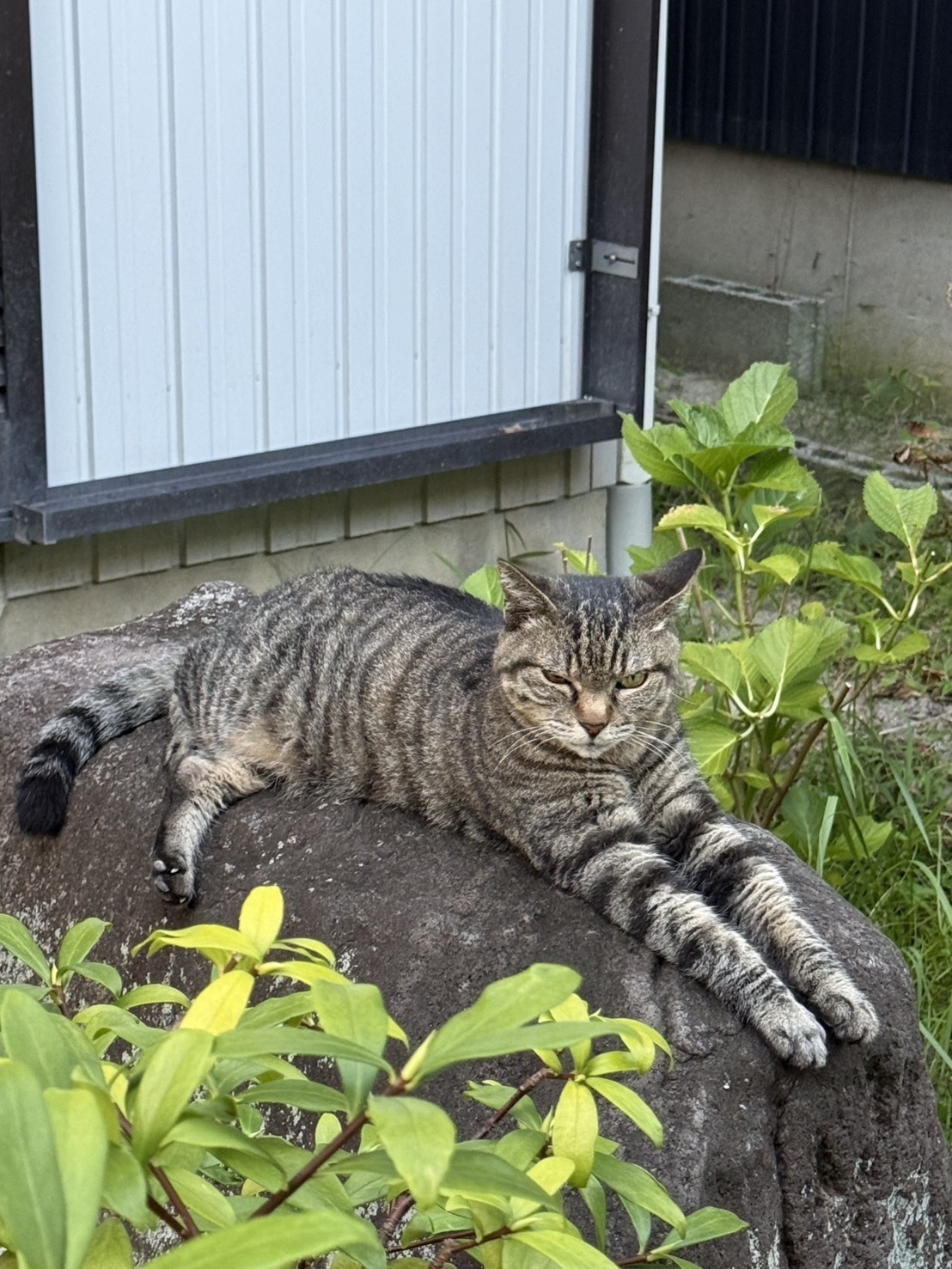 永田歯科クリニック お知らせ１