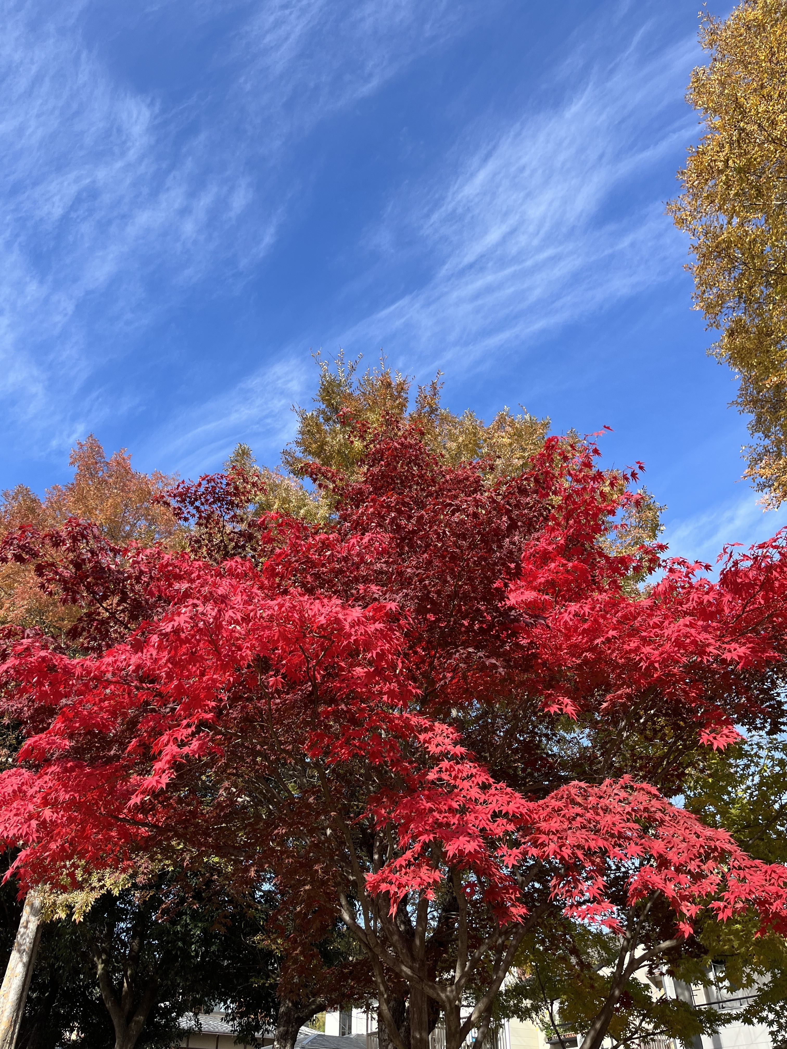 つばき医院 お知らせ１