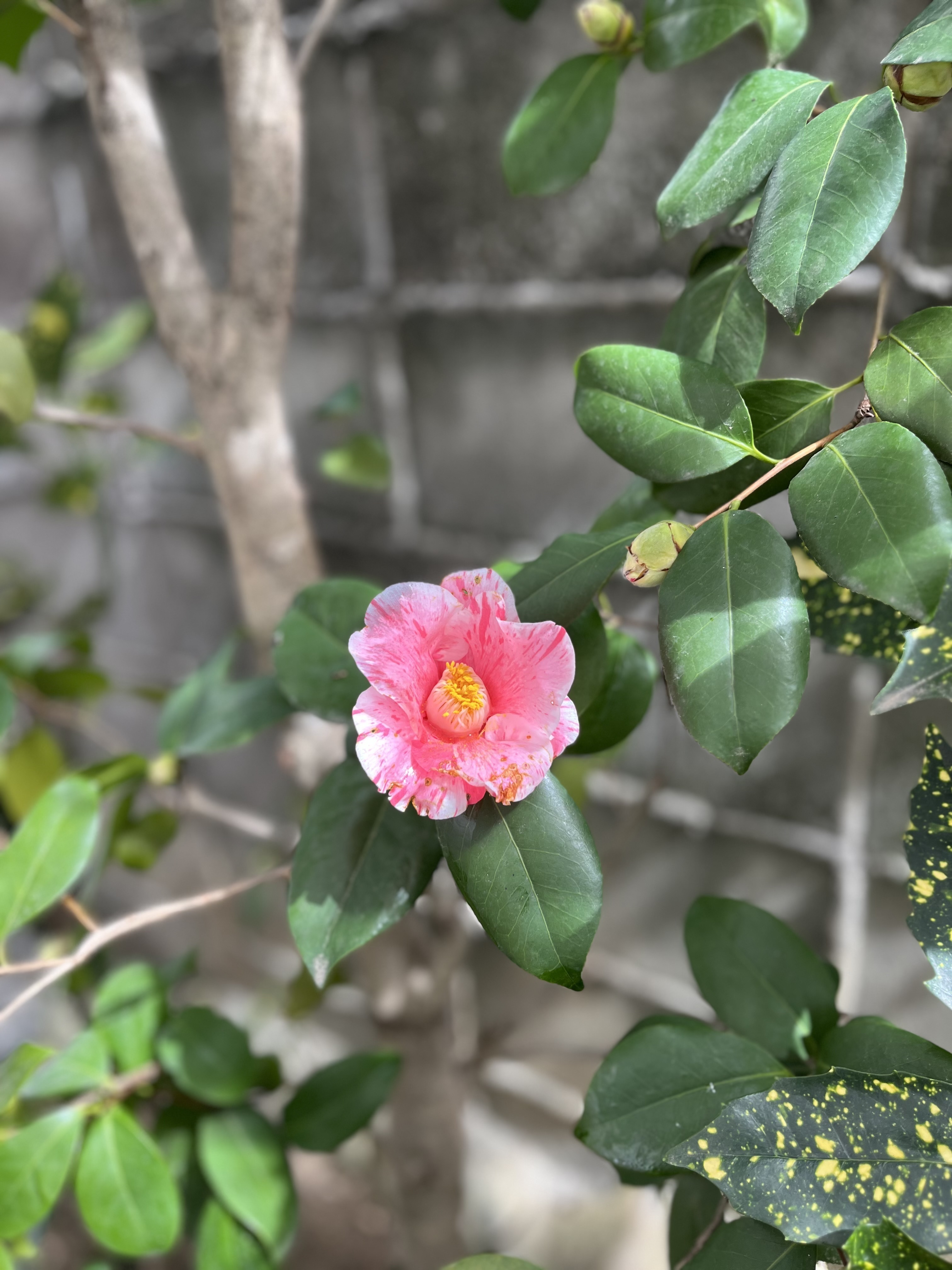 つばき医院 お知らせ1