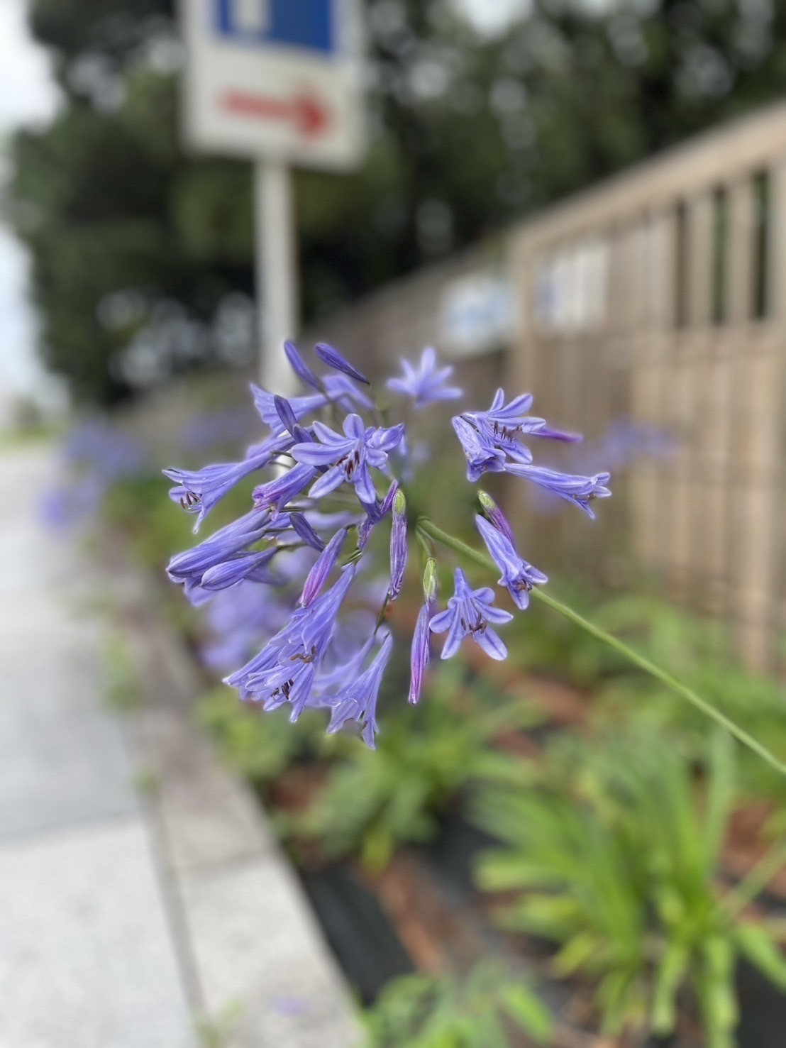 代官山やまびこクリニック お知らせ