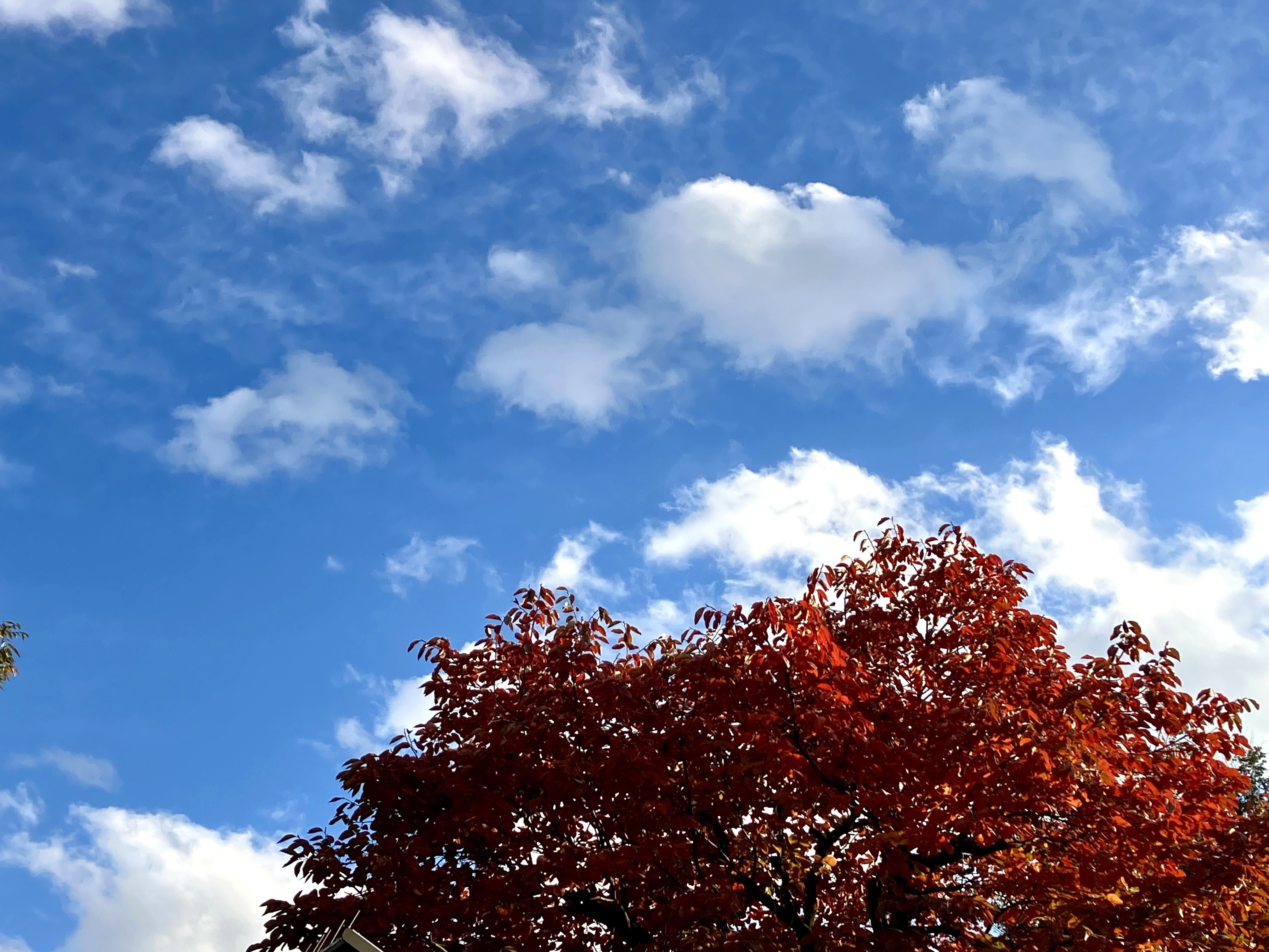 千代田こころのクリニック お知らせ１