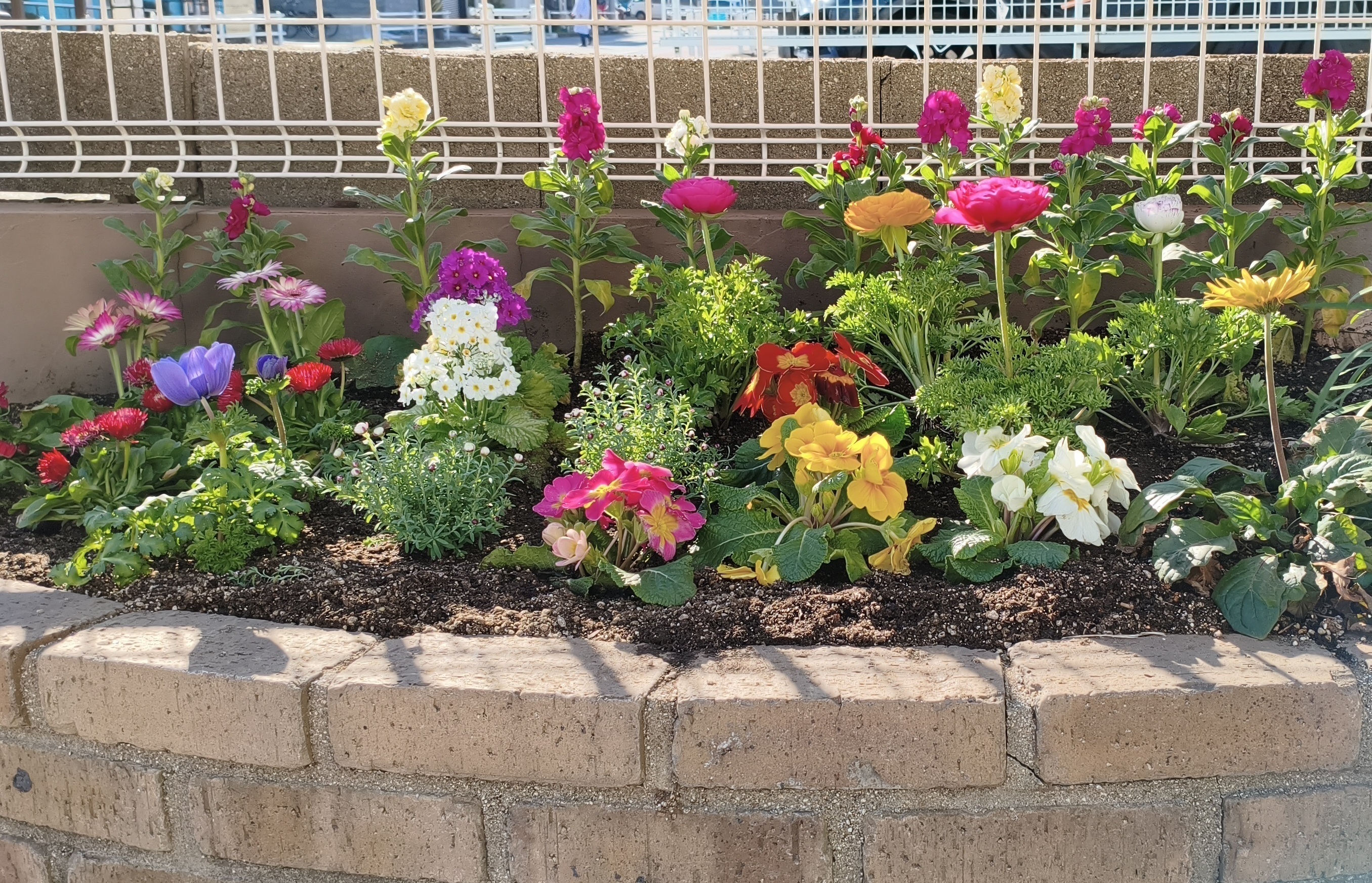 木下歯科 お知らせ１