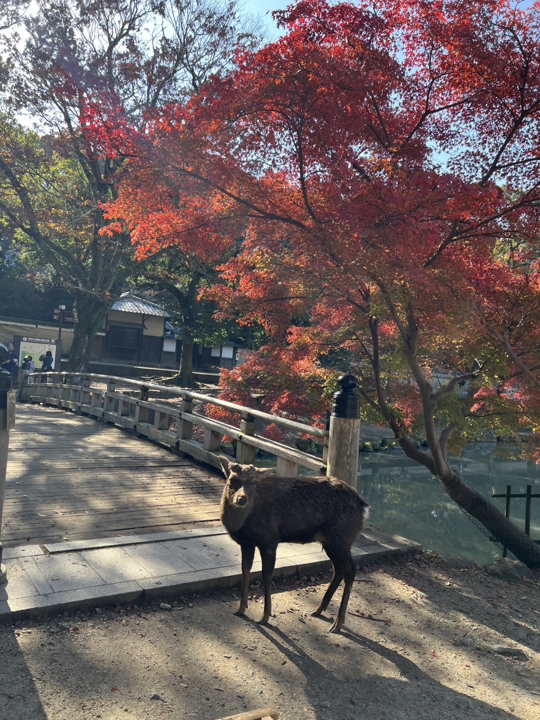 浦野歯科医院 お知らせ１