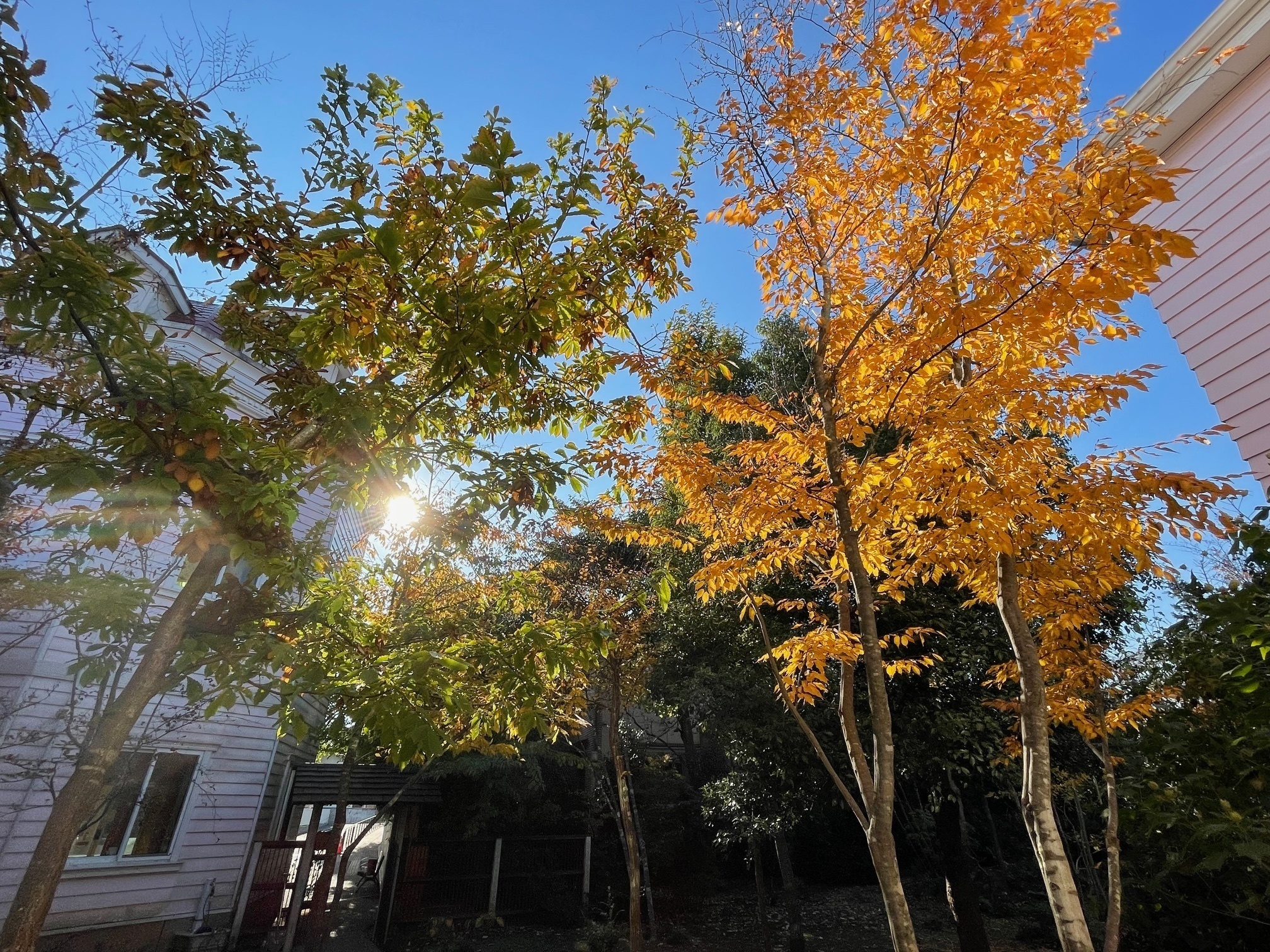 Women's Clinic ひらしま産婦人科・皮膚科 お知らせ２