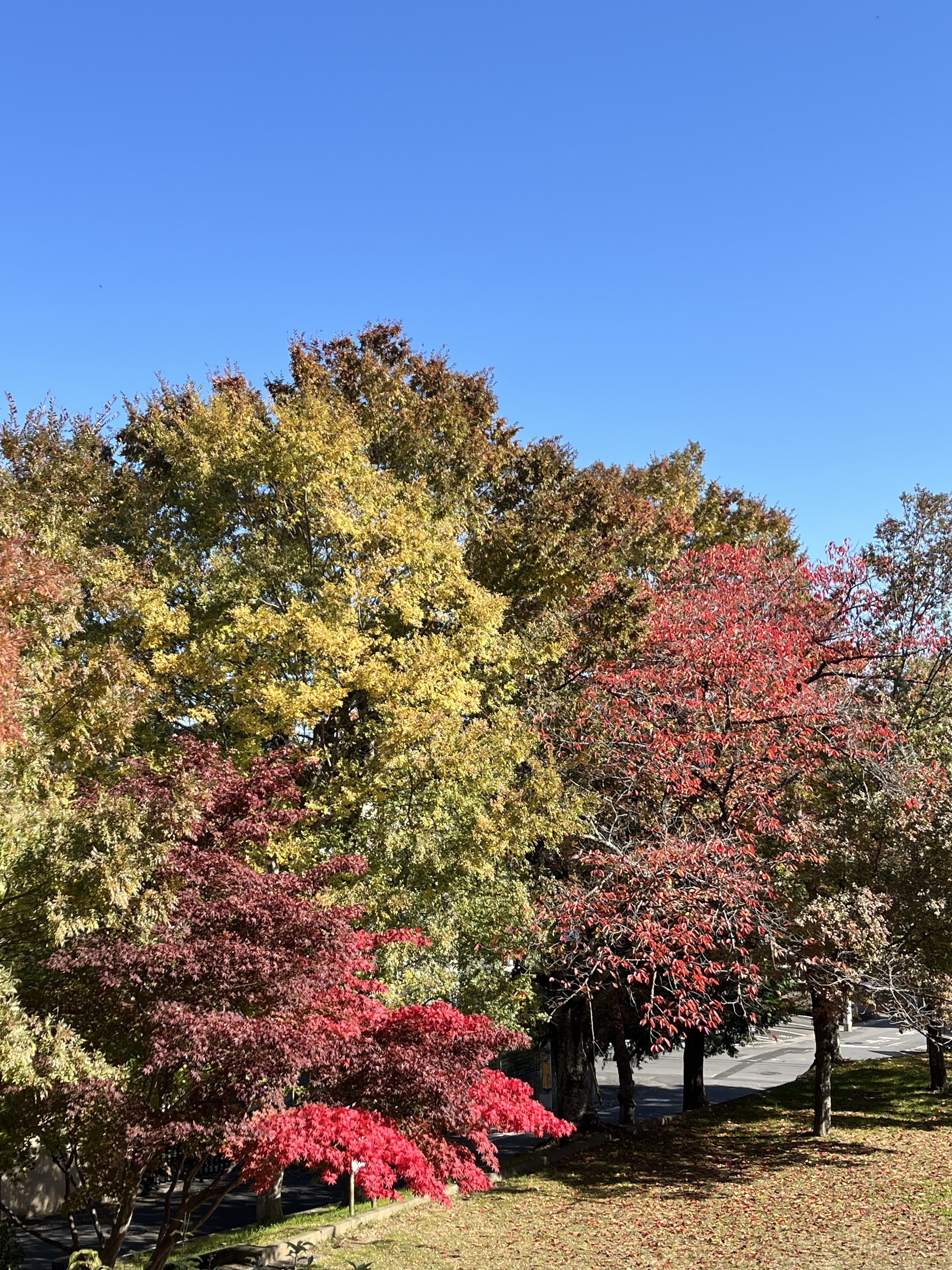 つばき医院 お知らせ２