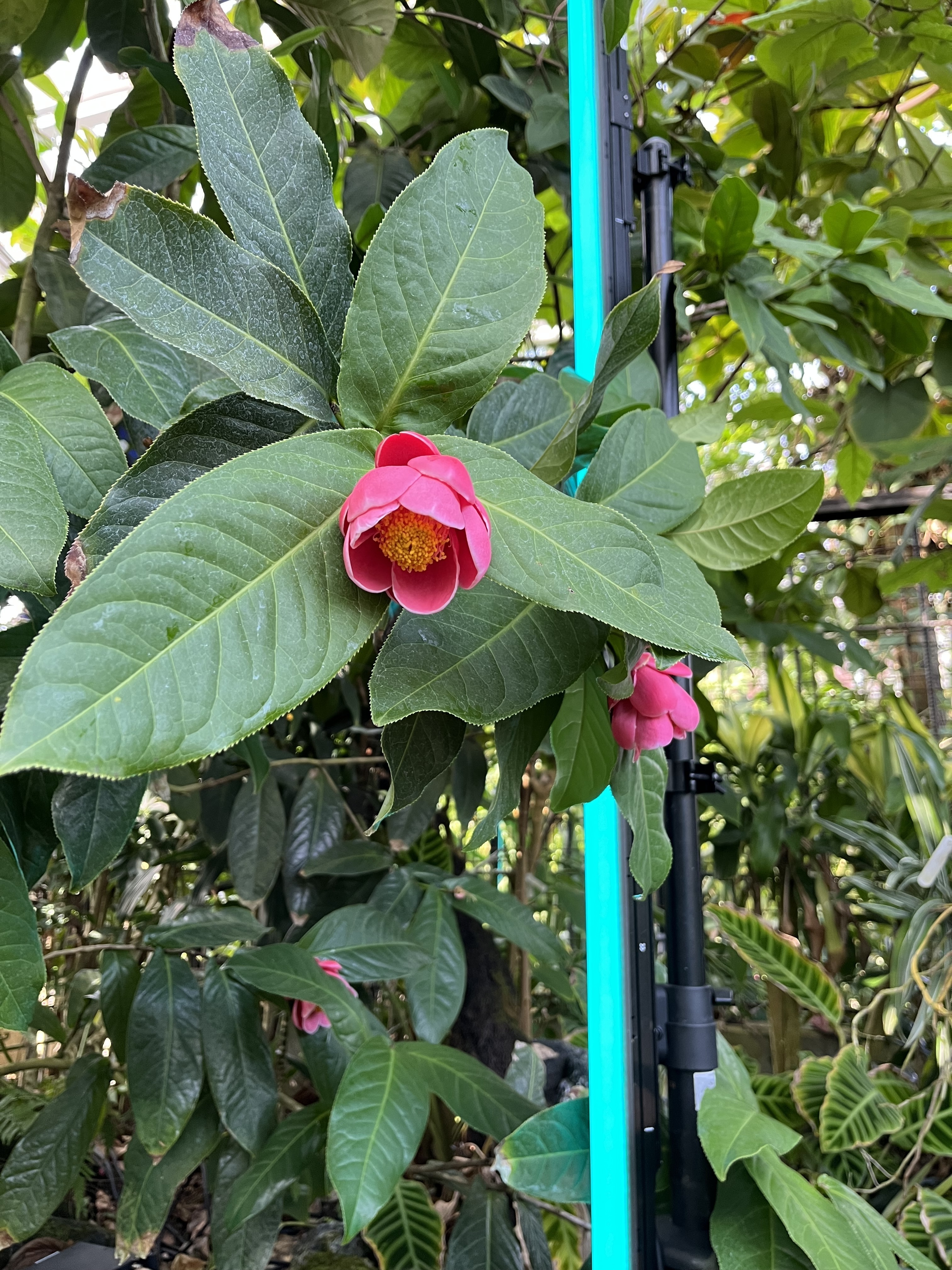 つばき医院 お知らせ2