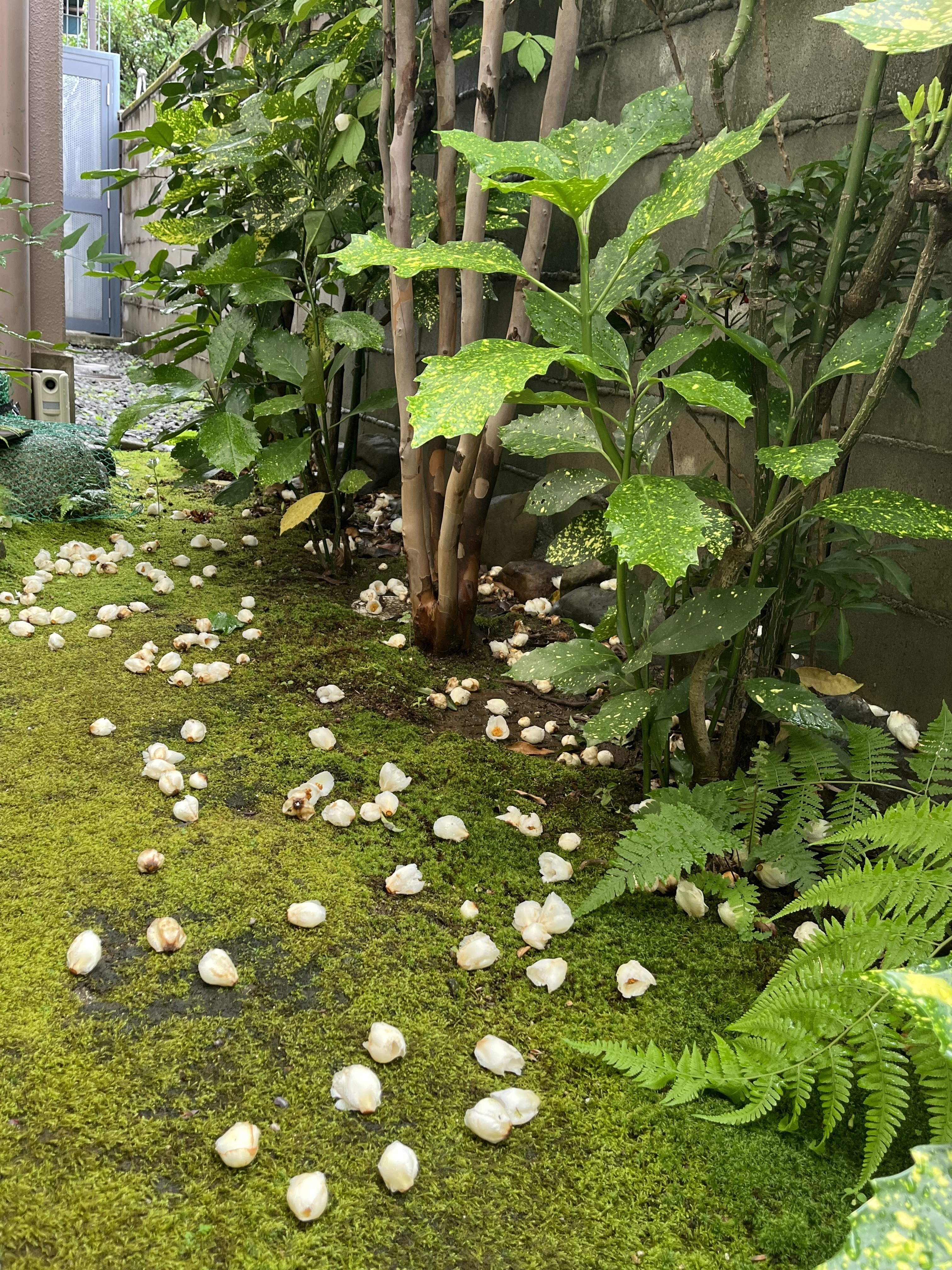 つばき医院 お知らせ２