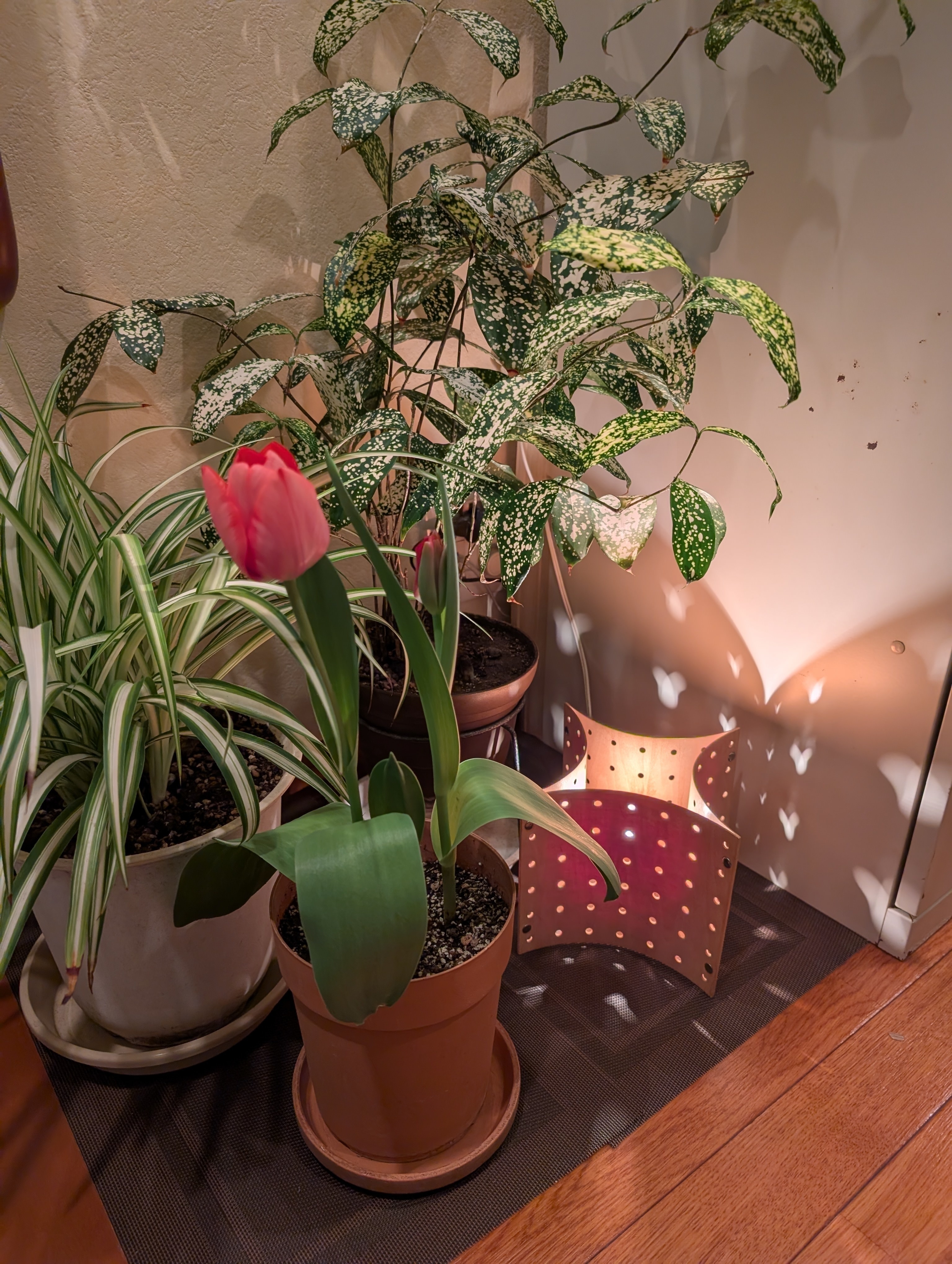 八木下歯科医院 お知らせ２