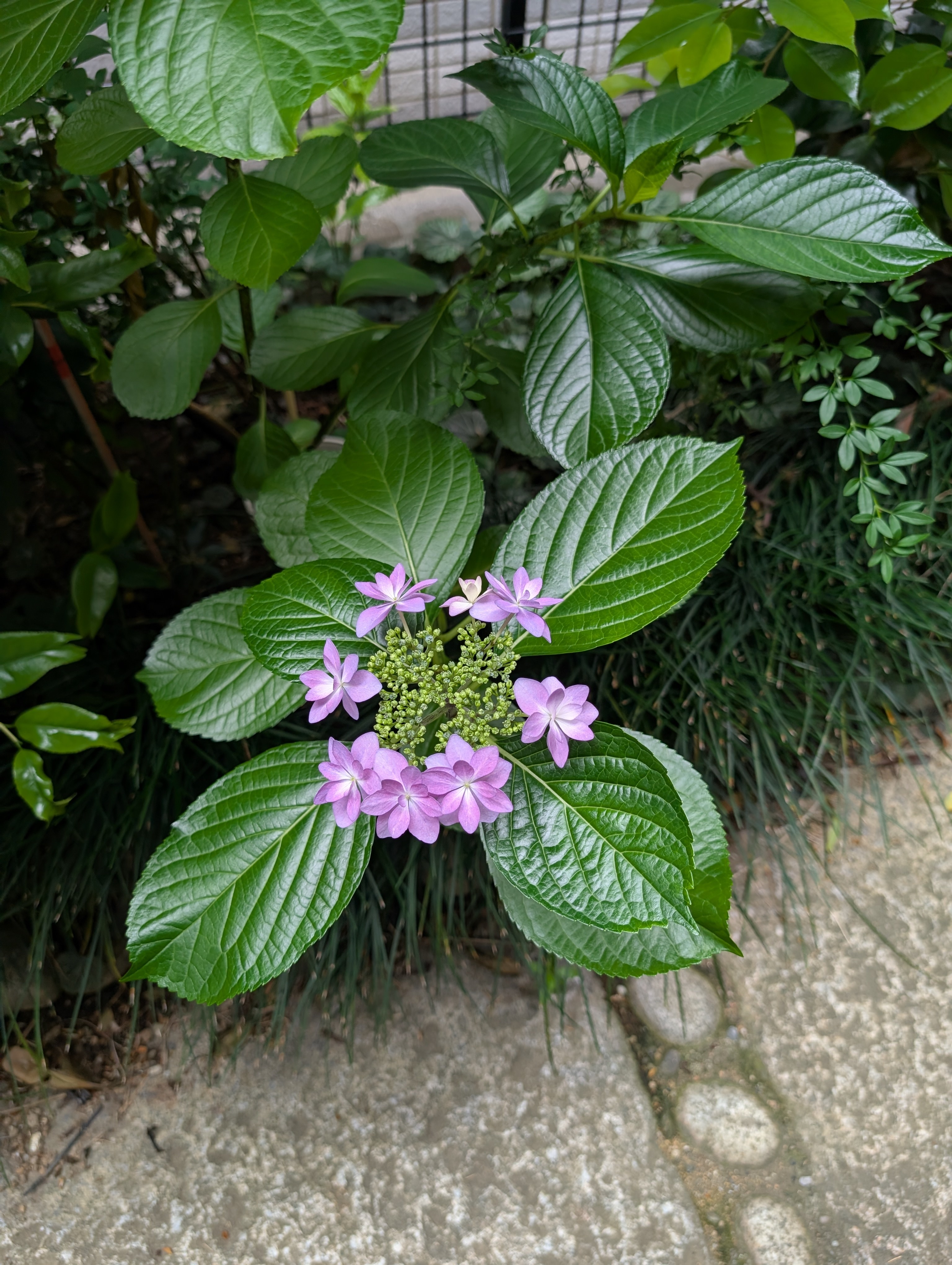 八木下歯科医院 お知らせ2