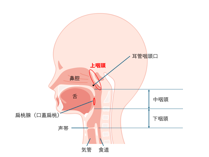 右京みみはなのどクリニック お知らせ２